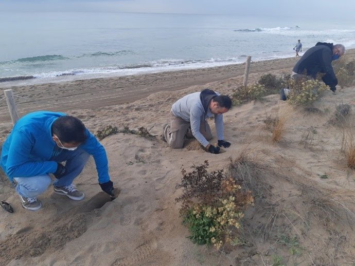 Voluntarios de Endesa plantando arbustos dunares en Gav (Barcelona) para preservar el litoral