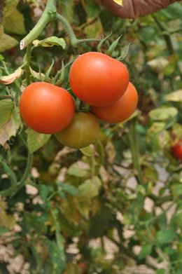 Archivo - Tomate canario