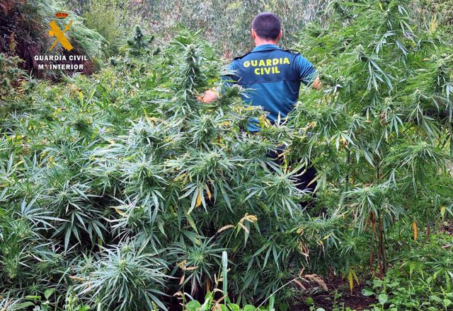 Imagen de archivo de una plantación de marihuana intervenida por la Guardia Civil