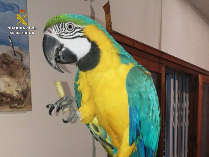 La Guardia Civil interviene un guacamayo azulamarillo en un chalé de El Campello
