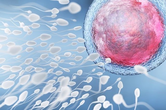 Archivo - ¿Afecta la COVID la fertilidad masculina?