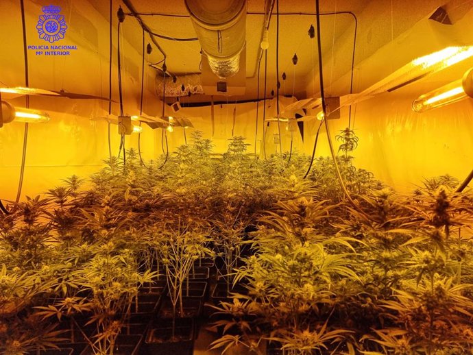 Plantación indoor de marihuena