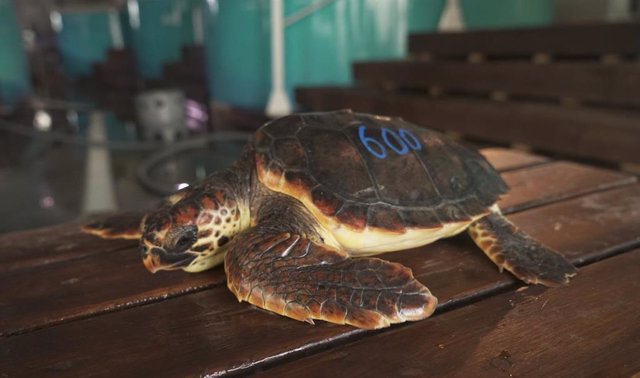 La tortuga recuperada número 600, tras los cuidados de la Fundación Oceanogràfic