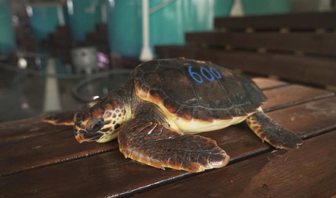 La tortuga recuperada número 600, tras los cuidados de la Fundación Oceanogrfic
