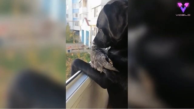 Una paloma vuela a una ventana para pedir ayuda