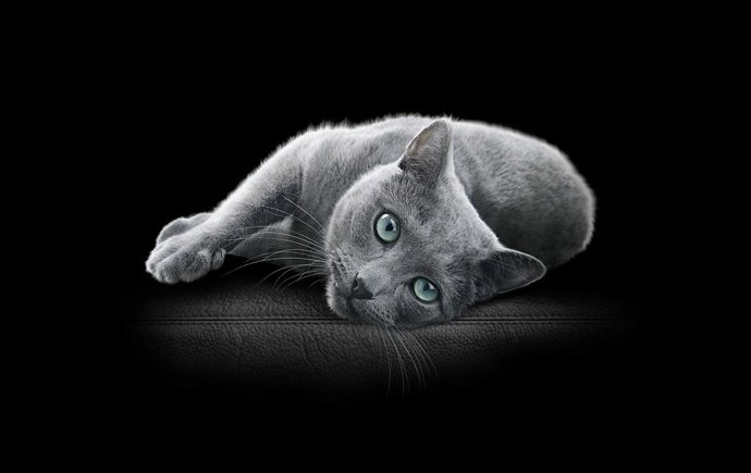 Leading cat food brand SHEBA will be the first to have the updated packaging formats available in Europe.