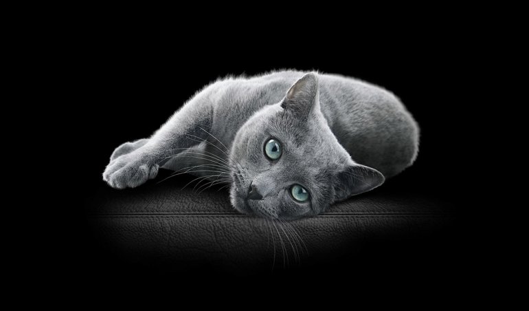 Comunicados Internacional