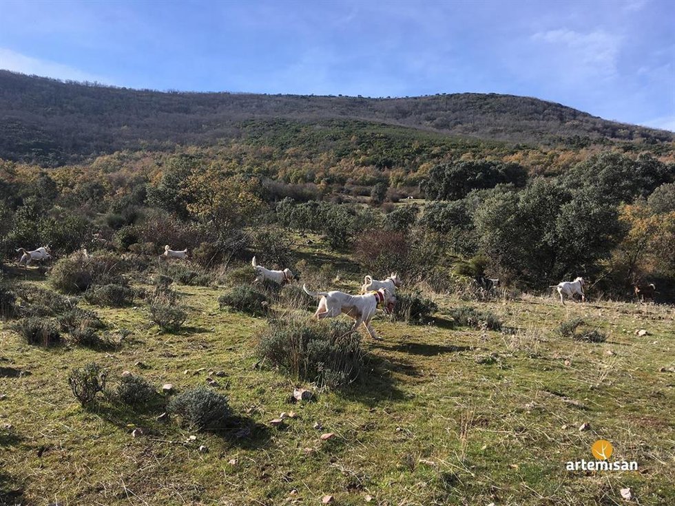 Archivo - Perros de caza