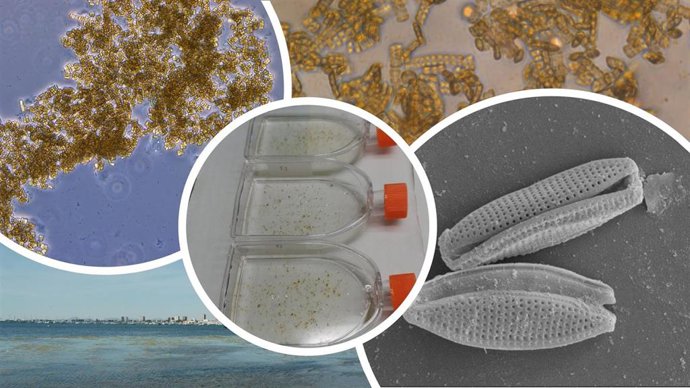 Diferentes imágenes del transcurso de la investigación