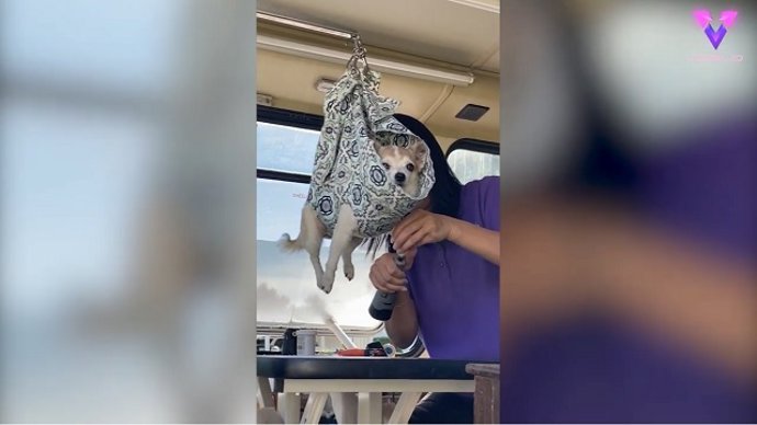 Un perro se hace viral tras ser suspendido en el aire