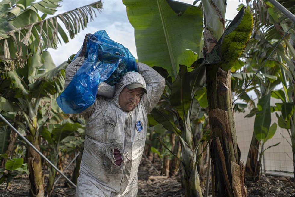 Un trabajador en las plantaciones plataneras cubiertas de ceniza en la zona de los Barros, a 23 de noviembre de 2021, en La Palma, Santa Cruz de Tenerife, Canarias, (España). El volcán de Cumbre Vieja, que el pasado 19 de septiembre comenzó a rugir, con