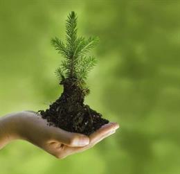 Archivo - Arbol en la mano Sostenibilidad/ RSC