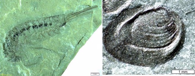 Estudios de fósiles de fauna en las rocas de la Serra de Tramuntana