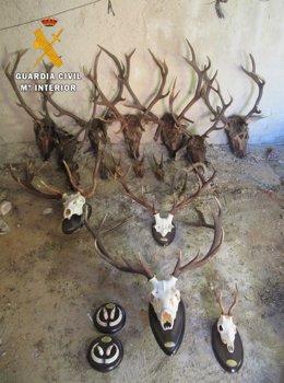 Trofeos incautados a cazadores furtivos en Trujillo