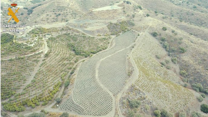 Vista aérea de una de las plantaciones de marihuana.