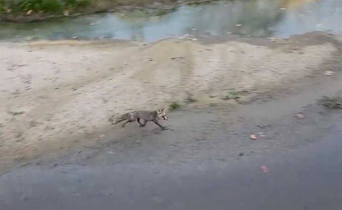 Un zorro desorientado se pasea por el Manzanares, en pleno Madrid Río