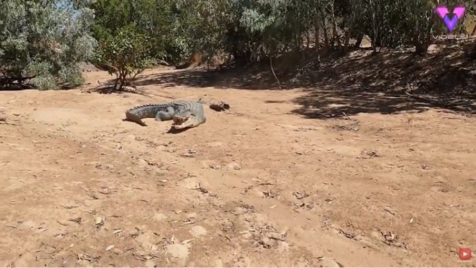 Un gigantesco cocodrilo ataca a un despistado pescador