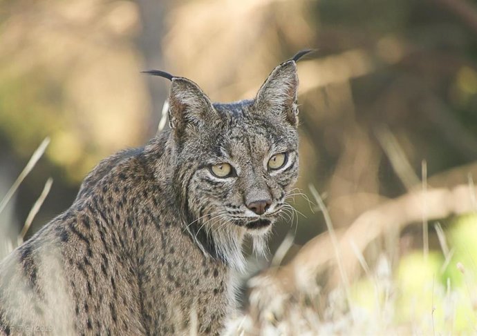 Un ejemplar de lince ibérico.