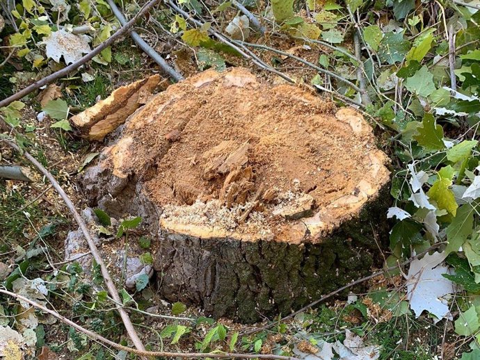 Tocón de árbol en Cuenca