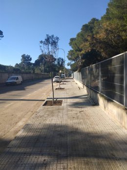 Siembra de árboles en la calle Sargas de Palma.