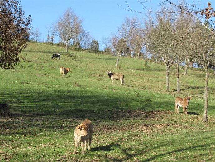 Archivo - Zona rural