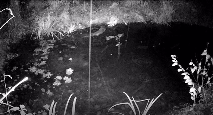 La nutria vueleve a la zona baja del Urumea