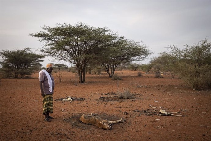 El jefe de una aldea de Garissa, en Kenia, junto al ganado muerto de su comunidad.
