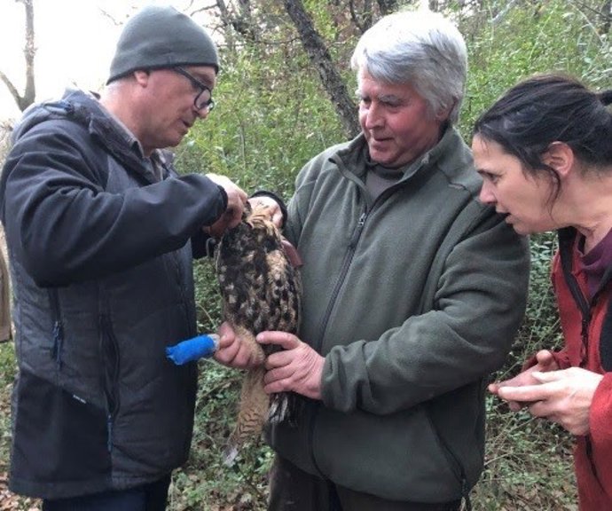 Momento de la instalación del geolocalizador en un ejemplar de búho real