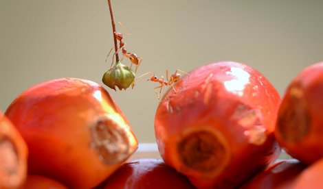 Comunicados Internacional