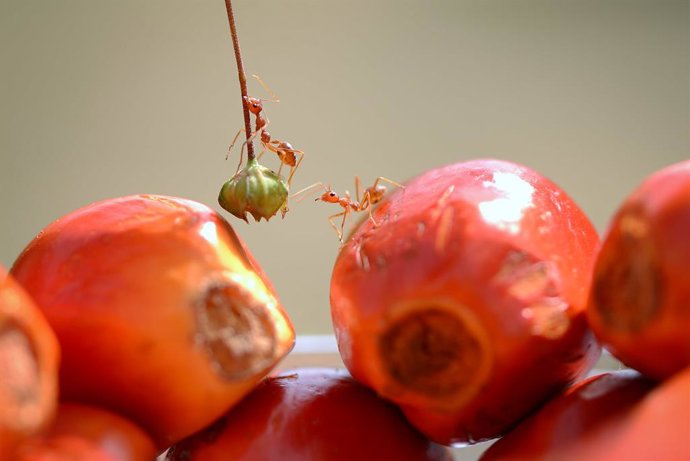 Nature in the palm oil industry. Photo by Uti Heriansyah.