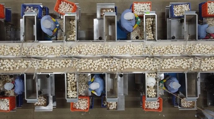 Trabajadoras de la cooperativa San Isidro 'El Santo'.