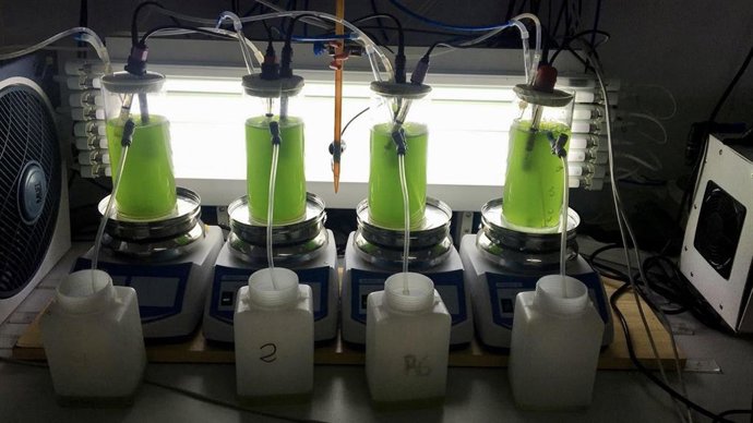 Bioreactores con microalgas