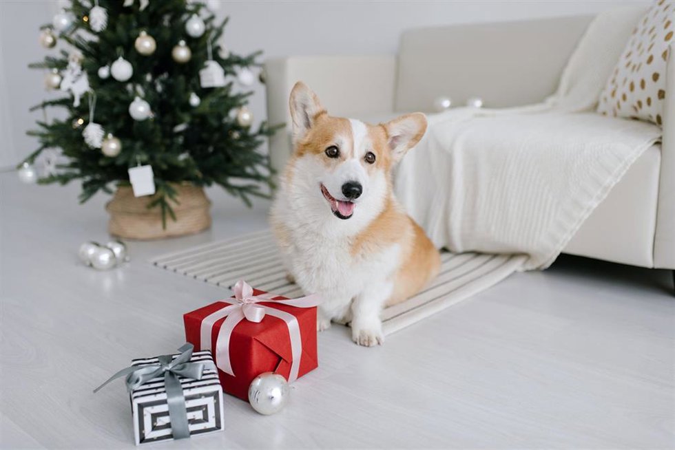 Las mascotas son un regalo navideño recurrente