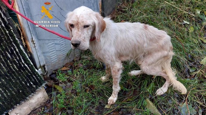 Imagen de la perra abandonada en la Merindad de Estella