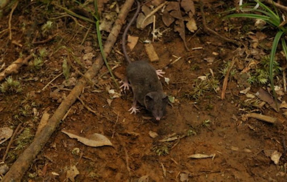 Crocidura pallida, una de las 14 especies descubiertas por Jake Esselstyn y su equipo.