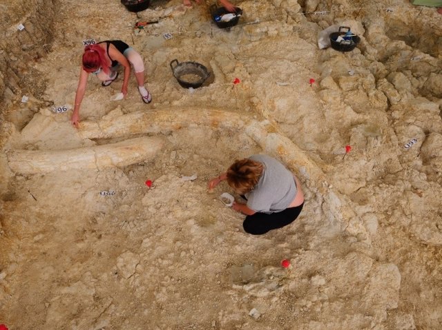 Vista de las defensas de Mammuthus meridionales encontradas en Fuente Nueva 3