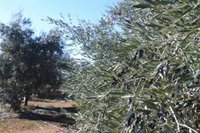 Junta abonará este viernes 168 millones del saldo de la PAC y 6,2 millones de derechos especiales de ovino y caprino