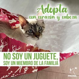 PACMA lanza la campaña "Adopta con corazón y cabeza para fomentar la adopción responsable"
