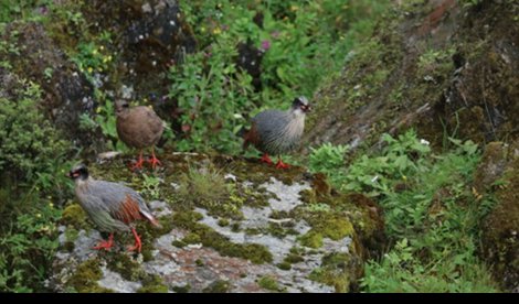 Comunicados Internacional