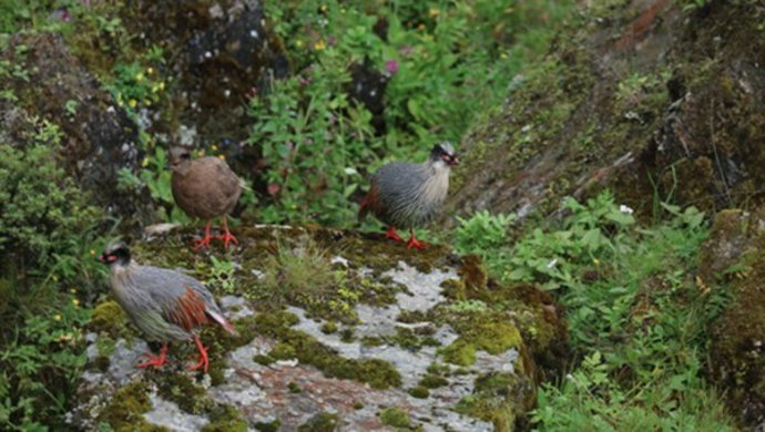 Blood Pheasant