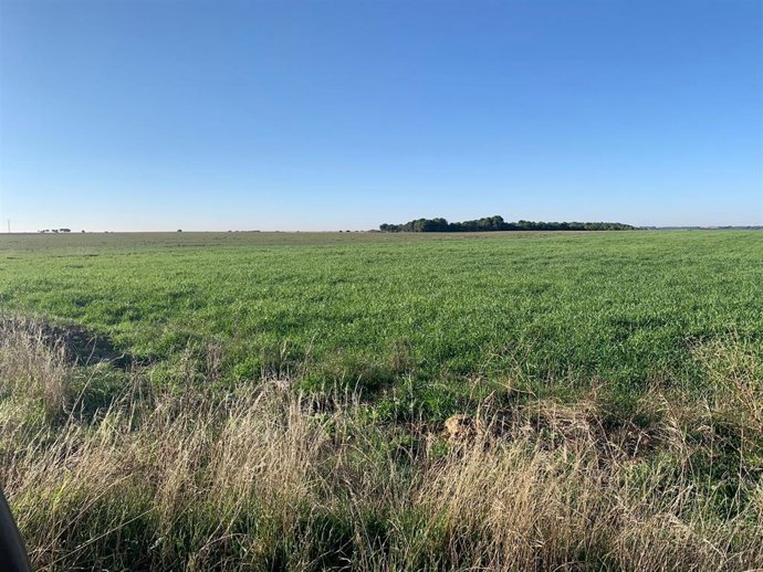 Lugar donde Audax construirá el proyecto fotovoltaico Zaratán de Ciguñuela (Valladolid)