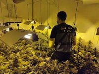 Ocho detenidos y decomisadas 400 plantas de marihuana y 127 kilos de cogollos de una red de drogas en Sevilla