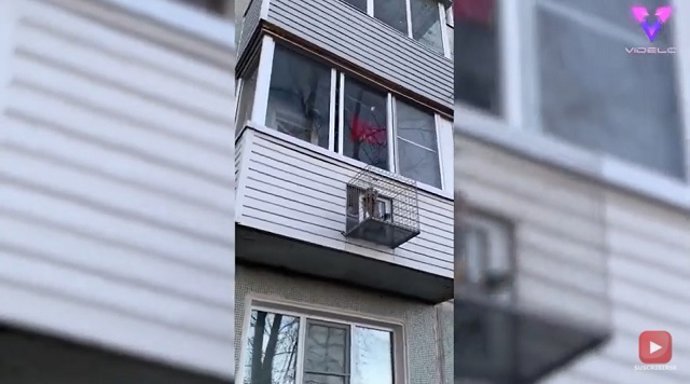 Construyen un balcón propio para este perro
