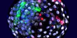 Visualización, mediante fluorescencia, de las células de las diferentes especies en una etapa embrionaria temprana. En rojo, las células humanas