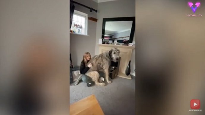 Arlo, el cachorro de lobo irlandés que pesa 65 kg y se ha hecho viral en redes sociales