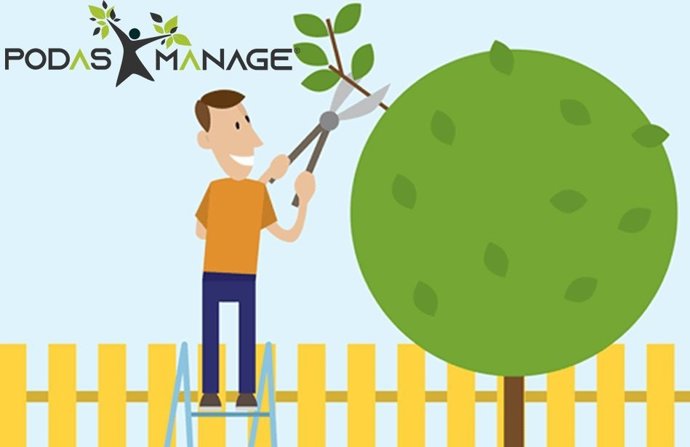 ¿Por Qué La Poda Ayuda A Mantener La Salud Y La Calidad De Los Árboles?