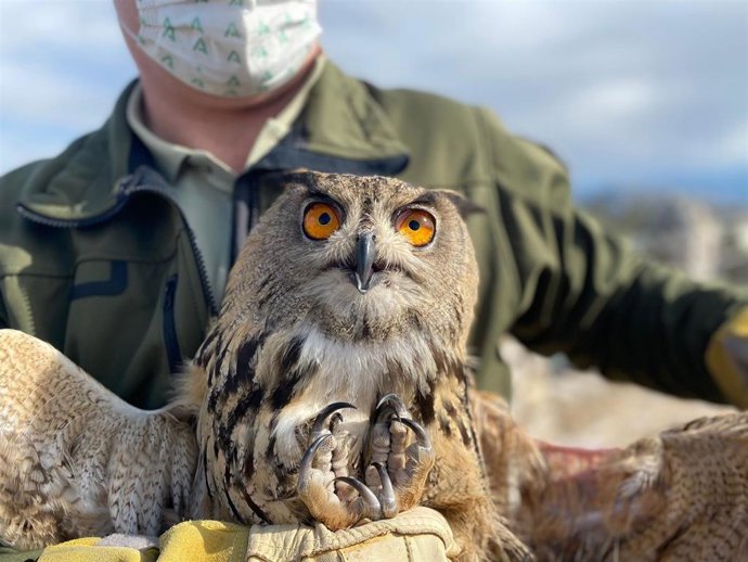 Búho real liberado tras ser recuperado en el CREA Los Villares.