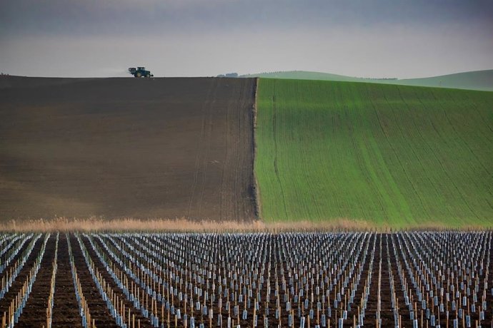 Campo andaluz (archivo)