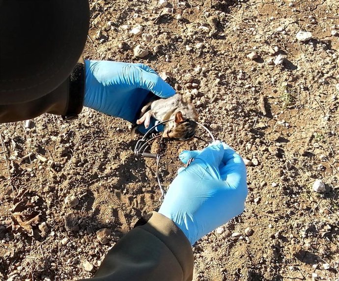 Aves insectívoras en Monturque