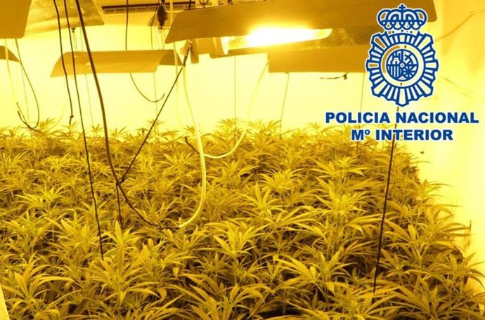 Archivo - Imagen de recurso de una plantación 'indoor' de marihuana.